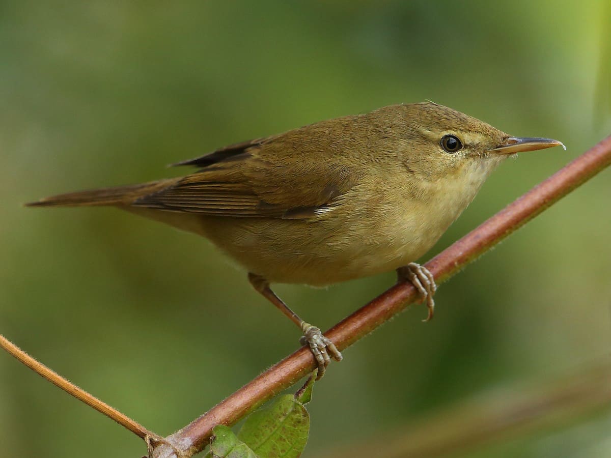 Blyth's Reed Warbler